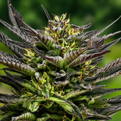 М'ятне Желе (Auto.Fem.) 1 шт. / Mint Jelly 2026 